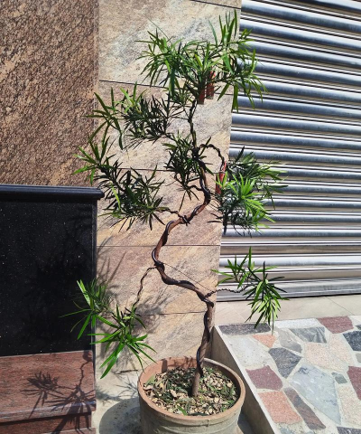 如何设计罗汉松造型