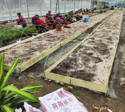 家庭养花用生根粉