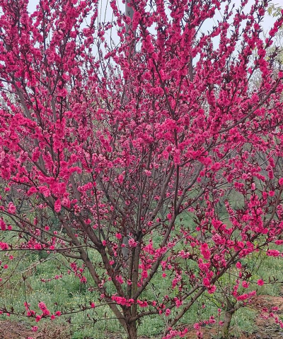 红叶碧桃什么时候结果