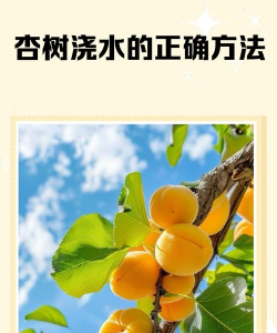 银杏树如何浇水