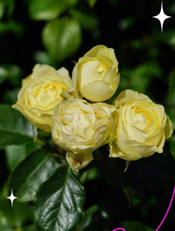 月季末是什么意思