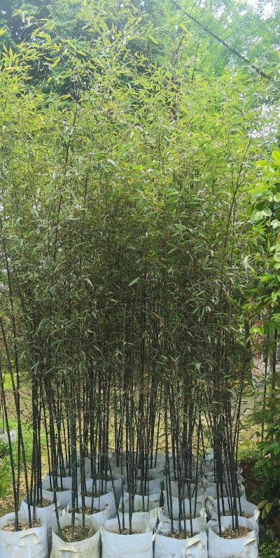 紫竹子什么季节种植最好