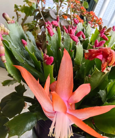 家庭养花用生根粉