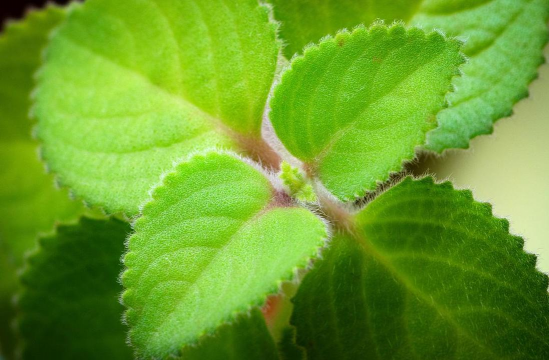 绿色毛毛叶是什么花卉