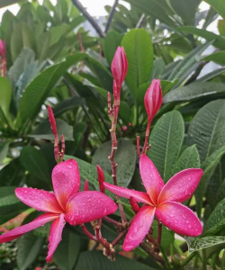 东南亚种什么花