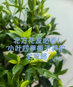 小叶栀子冬天如何养