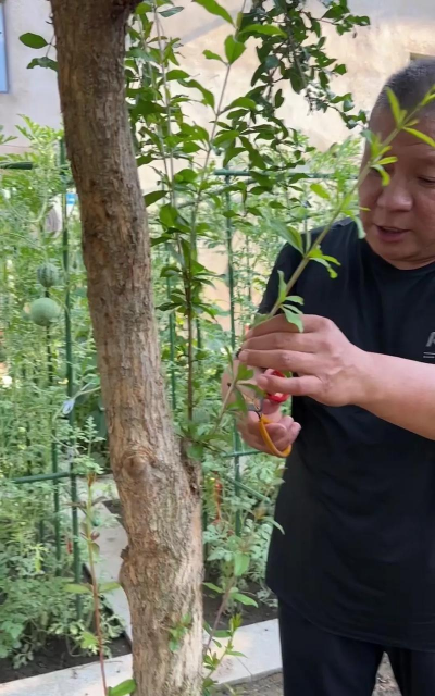 家庭养花用生根粉