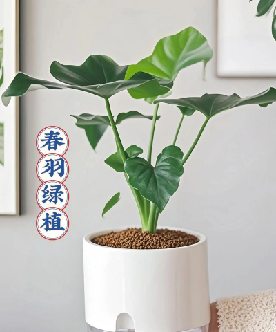 栀子花怎么养，掌握浇水技巧，避免黄叶掉苞