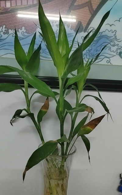 家庭养花用生根粉