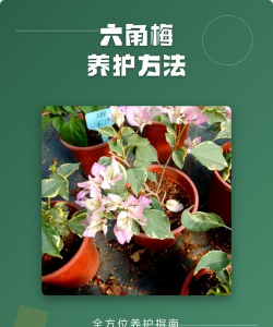 六角梅怎么剪枝