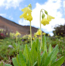 多花报春什么时候开花