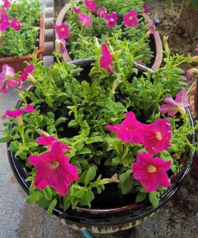 庭院景观绿化设计，打造舒适空间，提升生活品质