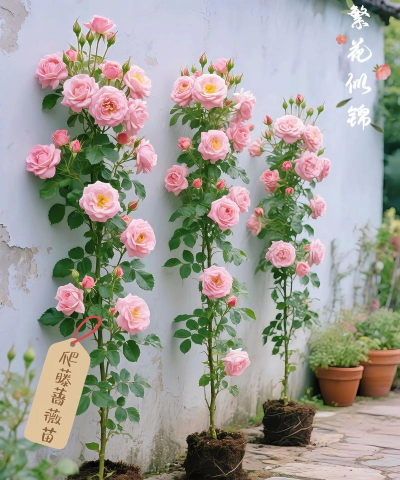 柿树虫病防治，识别常见虫害，掌握有效方法