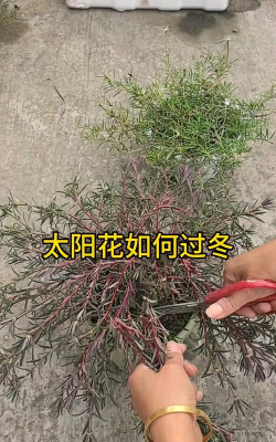 柿树虫病防治，识别常见虫害，掌握有效方法