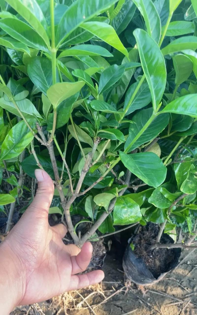 柿树虫病防治，识别常见虫害，掌握有效方法