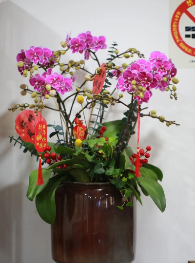 柿树虫病防治，识别常见虫害，掌握有效方法