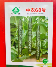 什么时候留黄瓜种子