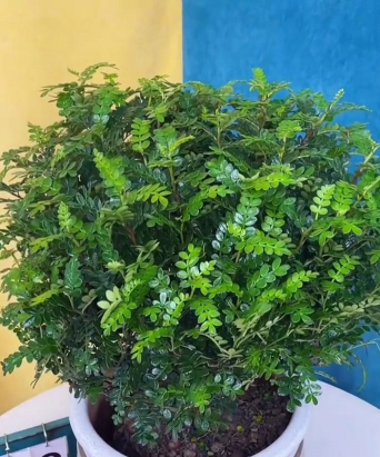 无土栽培技术，突破土壤限制，开启高效种植新篇章