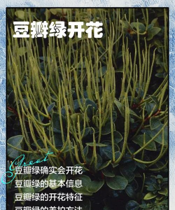 无土栽培技术，突破土壤限制，开启高效种植新篇章