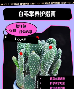 无土栽培技术，突破土壤限制，开启高效种植新篇章