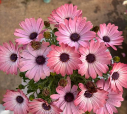 粉色蓝目菊怎么种