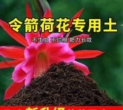 玫瑰花怎么养才不会枯萎，掌握浇水施肥技巧，轻松延长花期