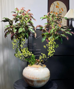 玫瑰花怎么养才不会枯萎，掌握浇水施肥技巧，轻松延长花期