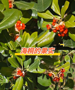 海桐的果实叫什么