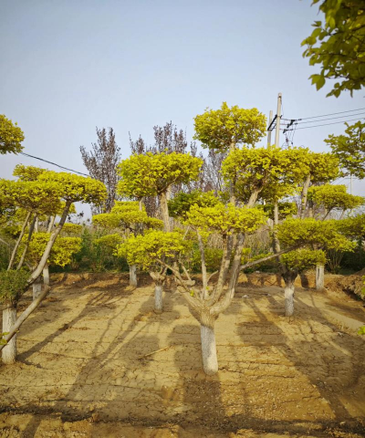 金叶榆繁育技术