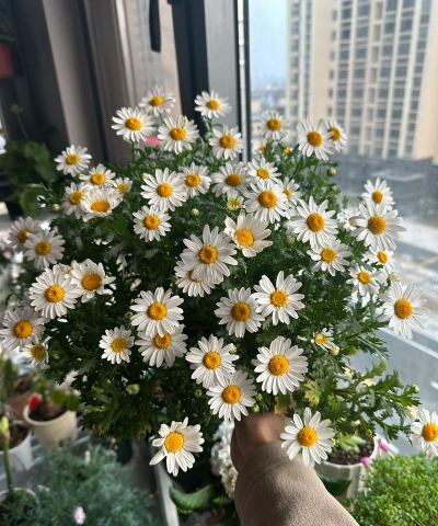 玫瑰花怎么养才不会枯萎，掌握浇水施肥技巧，轻松延长花期