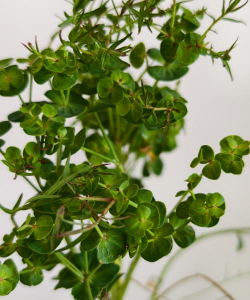 绿化景观设计，提升环境品质，创造宜人空间