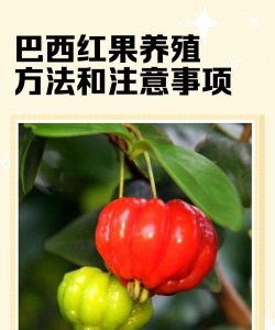 巴西红果如何养殖