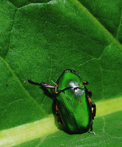 绿化景观设计，提升环境品质，创造宜人空间