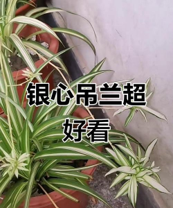 绿化景观设计，提升环境品质，创造宜人空间