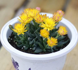 黄花照波长虫怎么处理