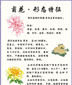 菊花代表的是什么寓意