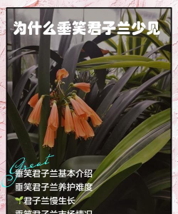 绿化景观设计，提升环境品质，创造宜人空间