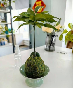 绿化景观设计，提升环境品质，创造宜人空间