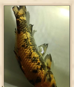 葡萄栽培，掌握关键技术，实现优质丰产