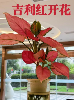 绿化景观设计，提升环境品质，创造宜人空间