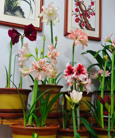 家庭养花用生根粉