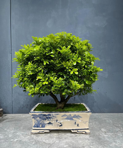 米兰用什么盆养最好