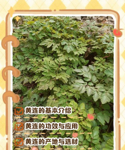 黄连叶子变红怎么回事