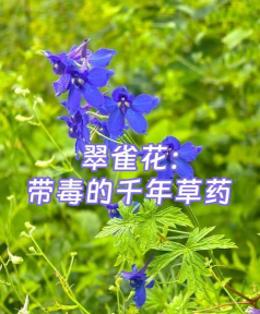 翠雀花有什么毒