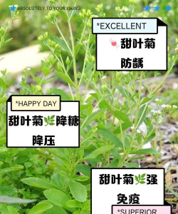 田叶菊有什么作用