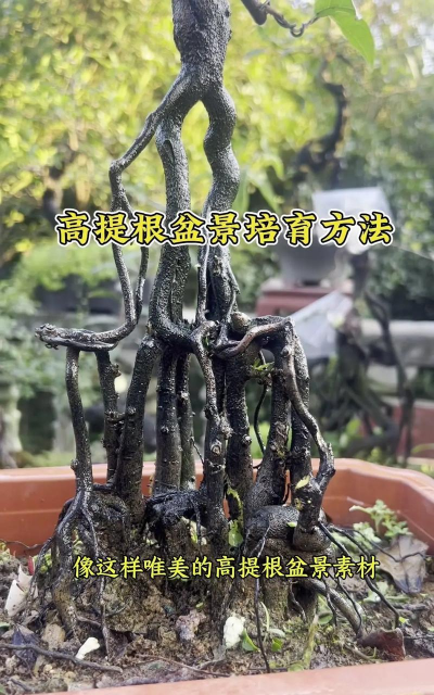 提根用什么土培养