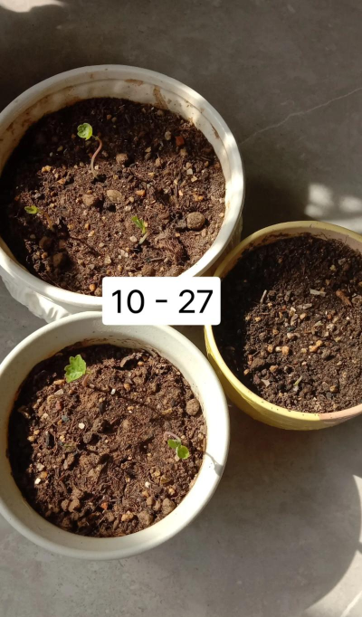 旱金莲小苗怎么不爱长