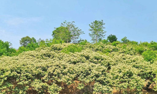 家庭养花用生根粉