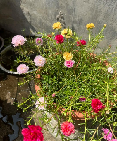 家庭养花用生根粉