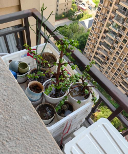 家庭养花用生根粉